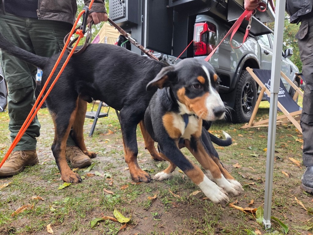Hunde von dem Decamp Germany Stand