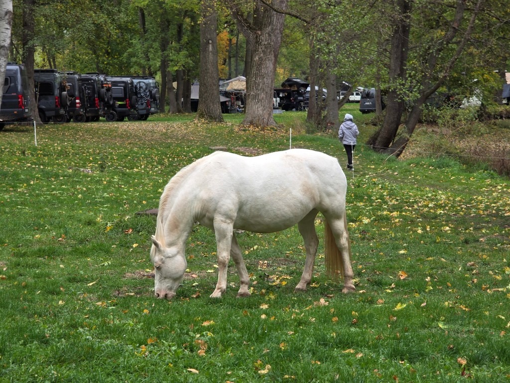 Pferd auf der Koppel